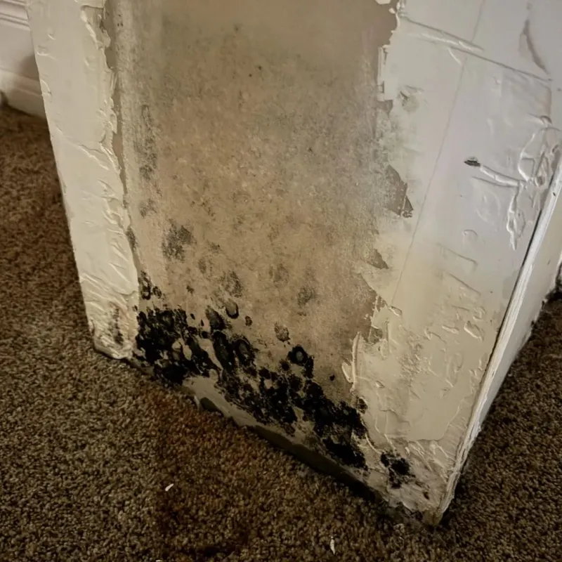 Professional Mold Removal in Newton County, MS